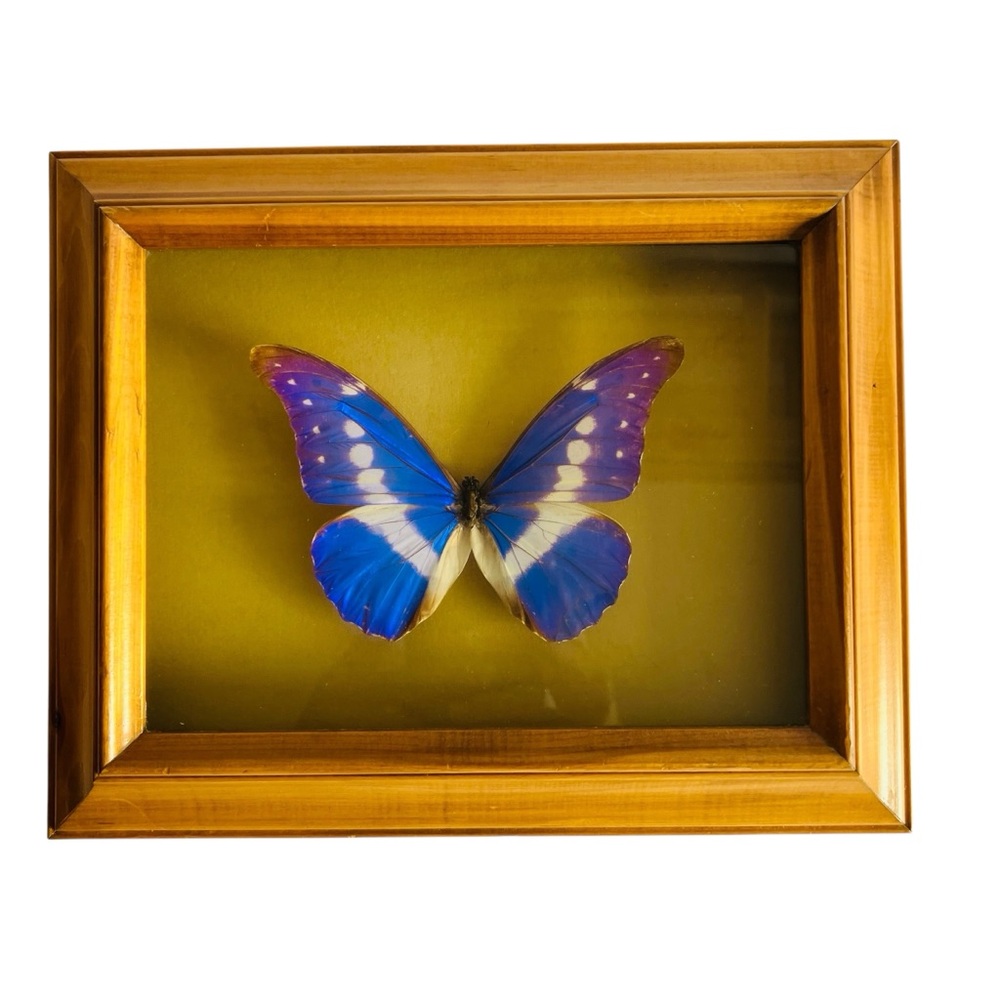 Vintage Butterfly Helena Peru Taxidermy Shadow Box Wood Frame